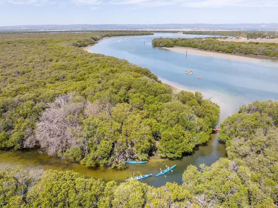 Adelaide: Dolphin Sanctuary Single or Double Kayak Rental - Key points before you book