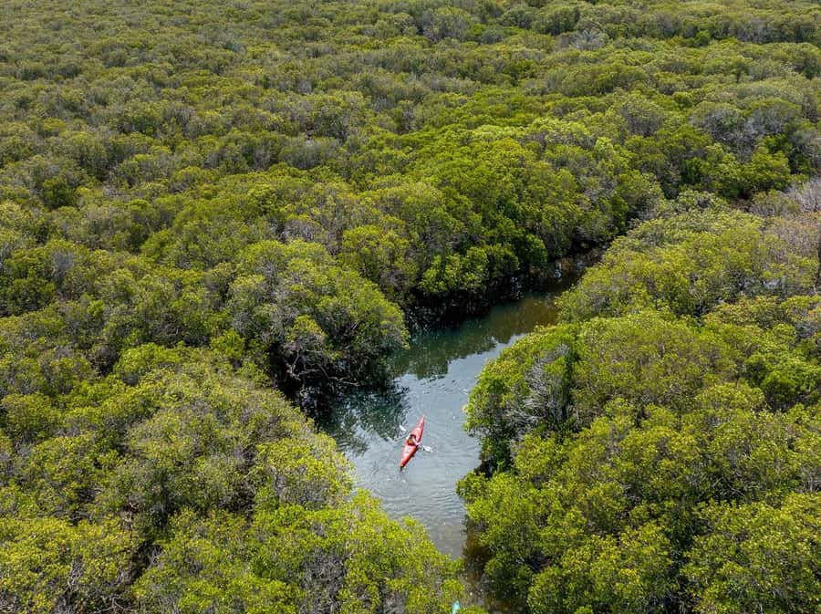 Adelaide: Dolphin Sanctuary Single or Double Kayak Rental - Preparing for sun, water, and changing weather