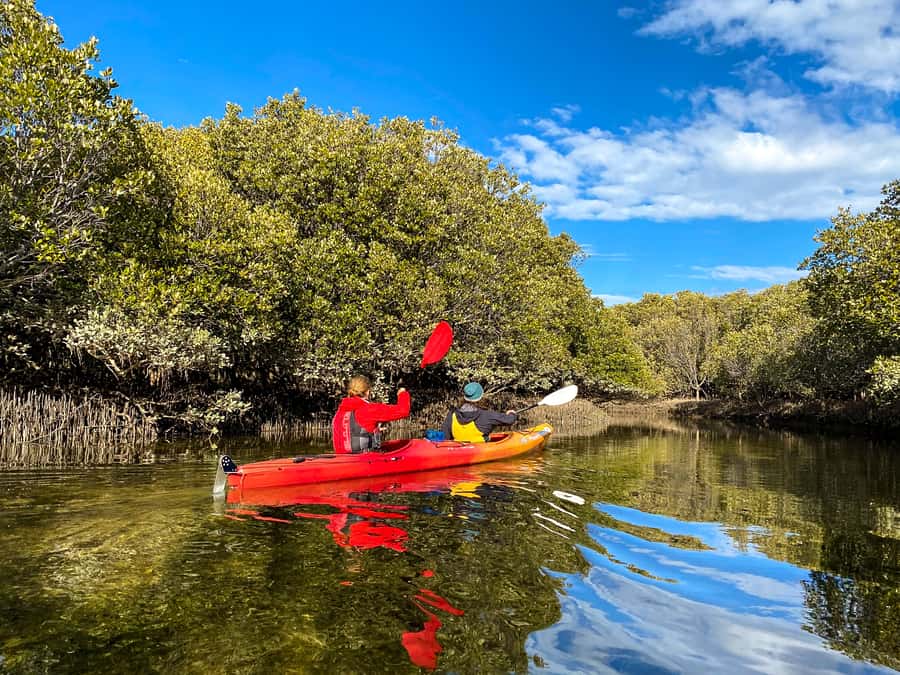 Adelaide: Dolphin Sanctuary Single or Double Kayak Rental - Should you book the Dolphin Sanctuary kayak rental?