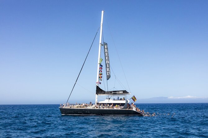 Adults Only Tenerife Freebird Whale Dolphin Catamaran with Lunch - Key points at a glance