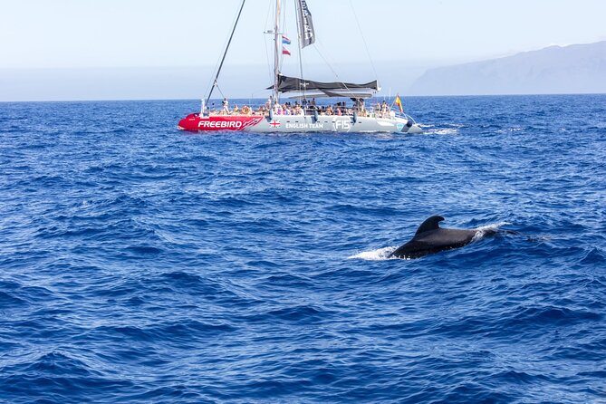 Adults Only Tenerife Freebird Whale Dolphin Catamaran with Lunch - Pickup, timing, and the marina routine