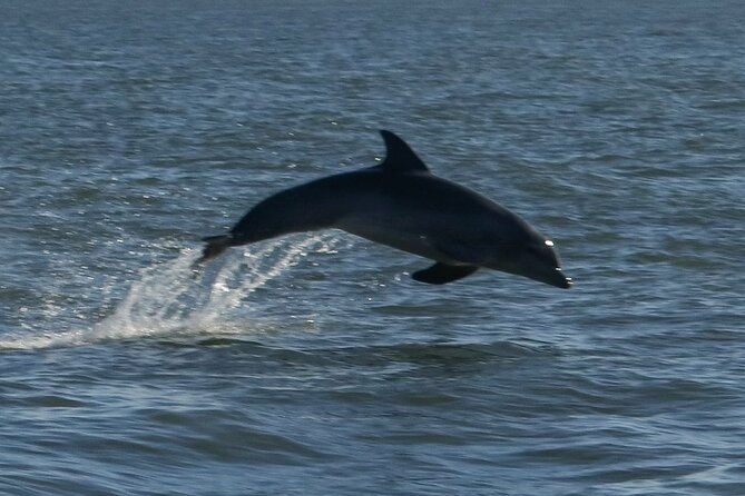 Adventure Boat Tours Dolphin Tails & History Cruise St Augustine - Key points to know before you book