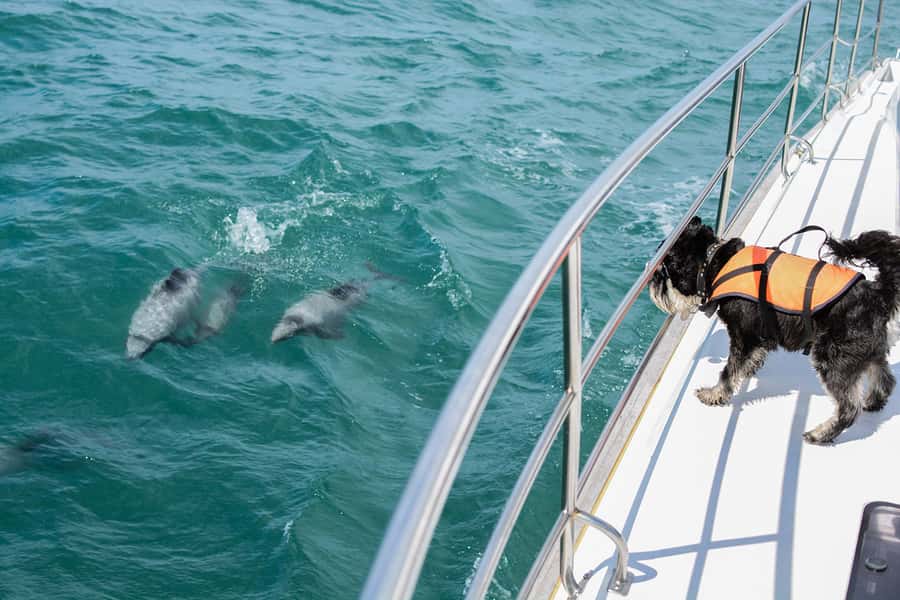 Akaroa: Dolphin Nature Cruise - Why Akaroa Harbour is such a good dolphin-watching setting