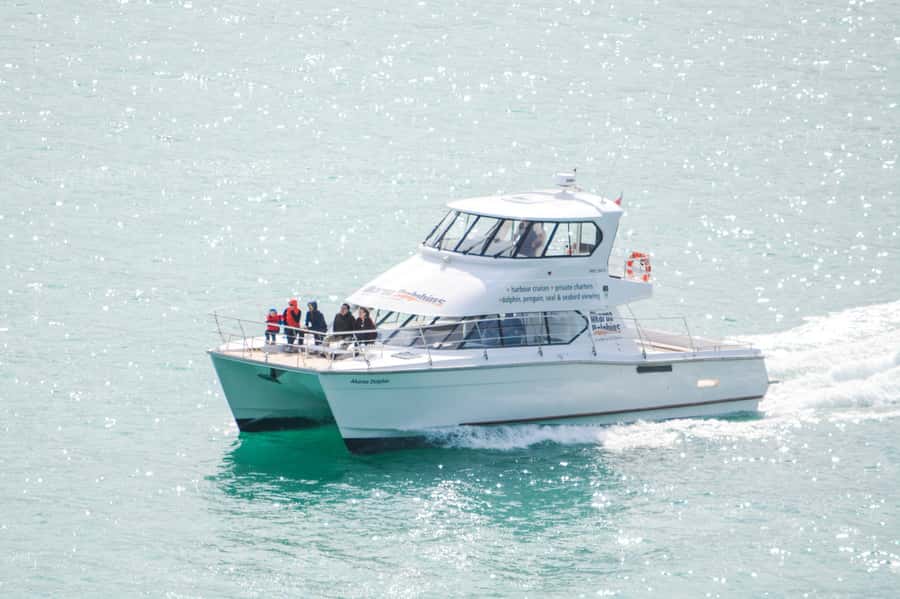 Akaroa: Dolphin Nature Cruise - Searching for Hector’s dolphins in the open water