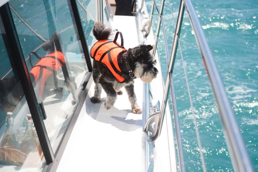 Akaroa: Dolphin Nature Cruise - Seals, penguins, birds, and the volcanic coast