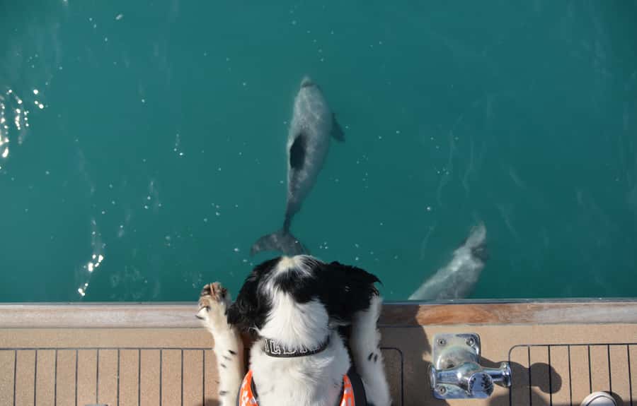 Akaroa: Dolphin Nature Cruise - Who will enjoy this cruise most?