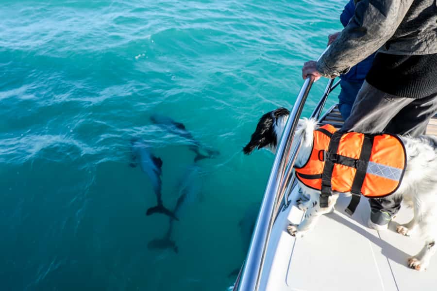 Akaroa: Dolphin Nature Cruise - What to bring and what to expect onboard