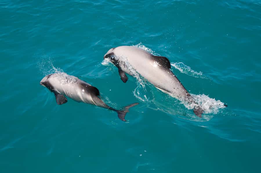 Akaroa: Dolphin Nature Cruise - Setting out with George, Elsa, and the dolphin dogs
