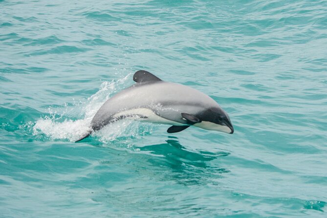 Akaroa Dolphins ~ Harbour Nature Cruise - Key points at a glance