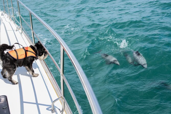 Akaroa Dolphins ~ Harbour Nature Cruise - Why Akaroa Harbour is worth seeing by boat