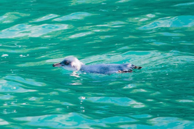 Akaroa Dolphins ~ Harbour Nature Cruise - What is included for $80.67