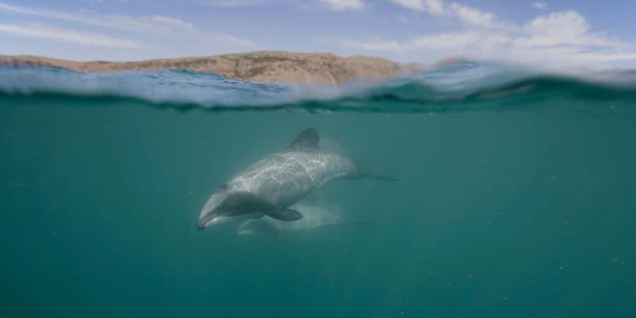 Akaroa Harbour 2-Hour Dolphin Nature Cruise - Key points before you book