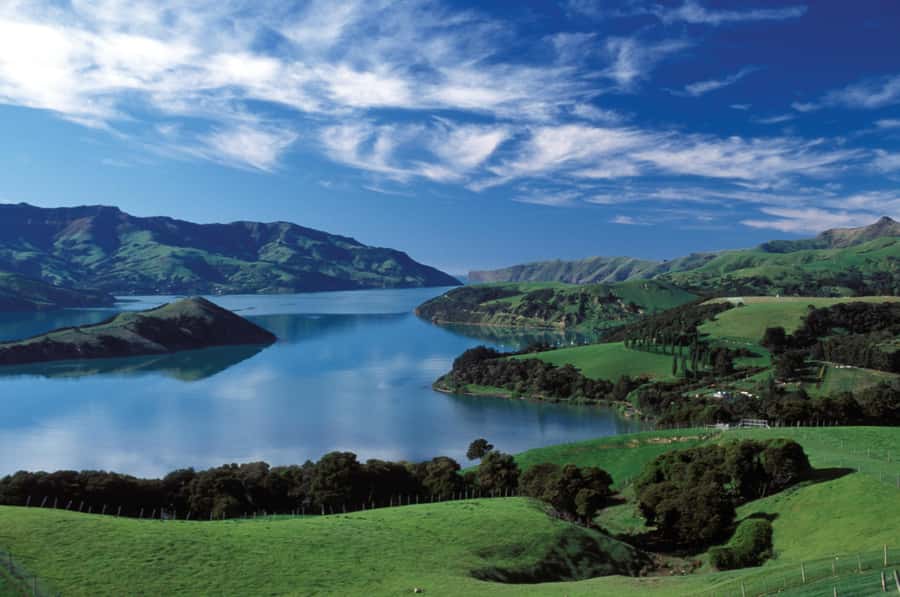Akaroa Harbour 2-Hour Dolphin Nature Cruise - Why Hector’s dolphins make this Akaroa cruise special