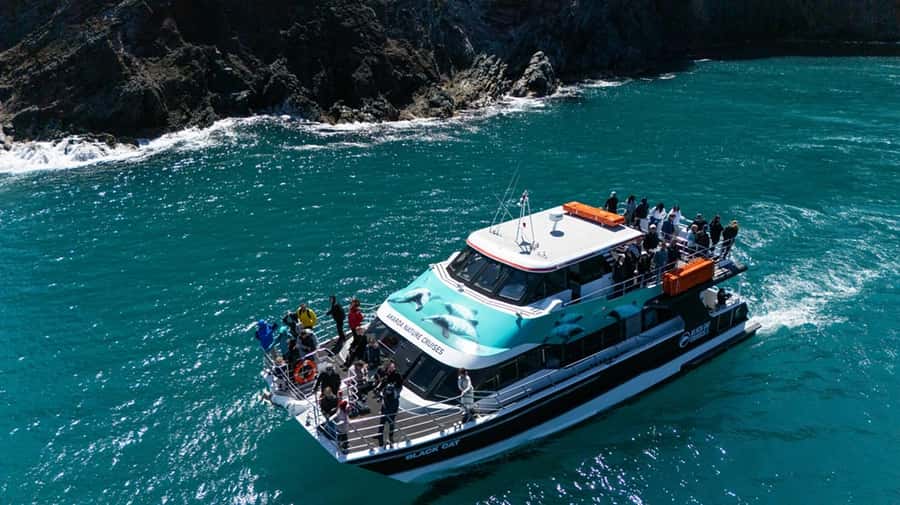 Akaroa Harbour 2-Hour Dolphin Nature Cruise - Seals, penguins, and seabirds along the coast