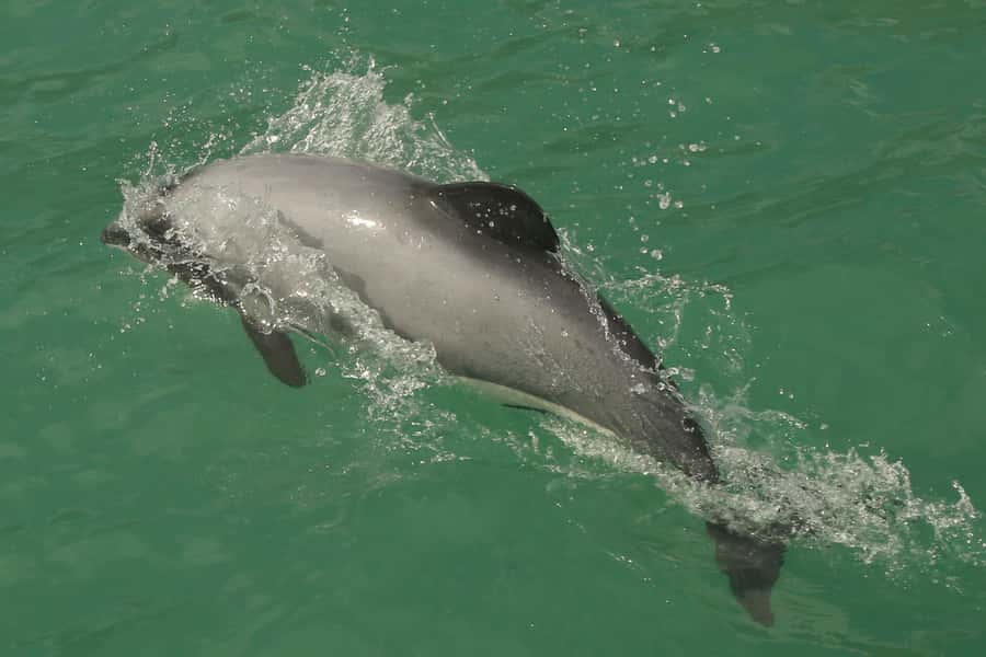 Akaroa Harbour 2-Hour Dolphin Nature Cruise - Commentary from the skipper makes the difference