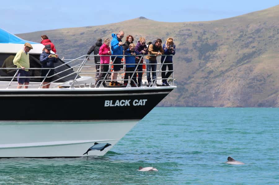 Akaroa Harbour 2-Hour Dolphin Nature Cruise - Leaving the Main Wharf and entering the crater