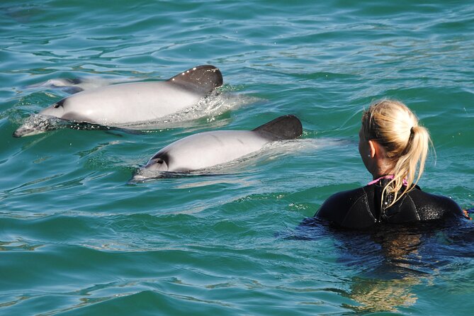 Akaroa Swim with Dolphins Tour from Christchurch - The real attraction: a wild Hector’s dolphin swim