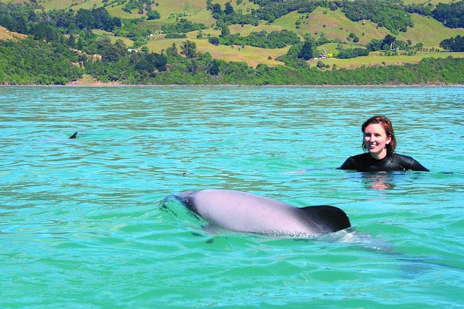 Akaroa Swim with Dolphins Tour from Christchurch - Akaroa Harbour: the search before the swim