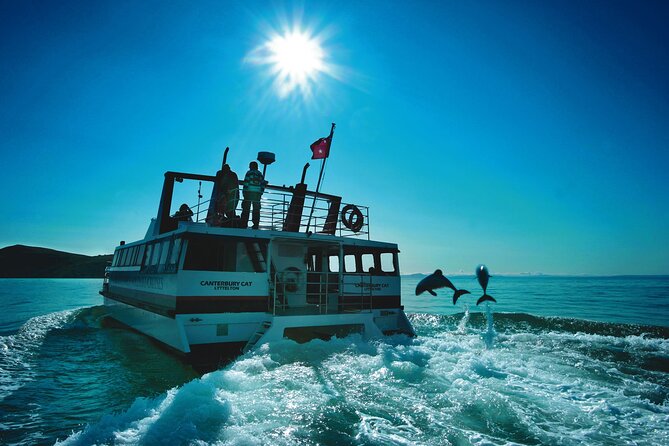 Akaroa Swim with Dolphins Tour from Christchurch - Is $223.41 good value?