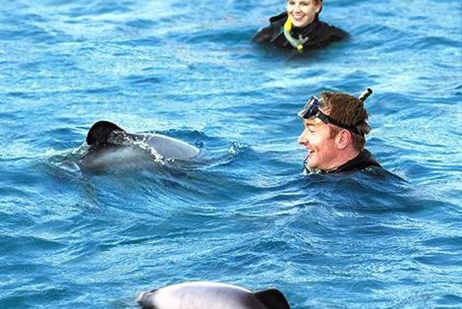 Akaroa Swim with Dolphins Tour from Christchurch - What the swim feels like in real conditions