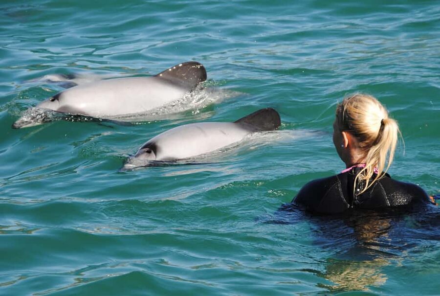 Akaroa: Swimming with Wild Dolphins Experience - Why Hector’s dolphins make this Akaroa trip special