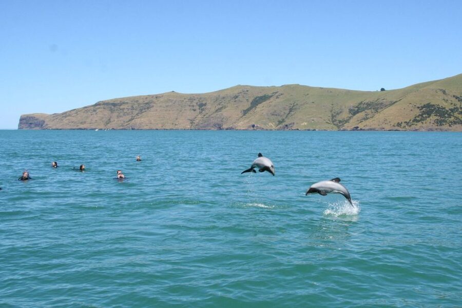 Akaroa: Swimming with Wild Dolphins Experience - Practical details that make the day easier