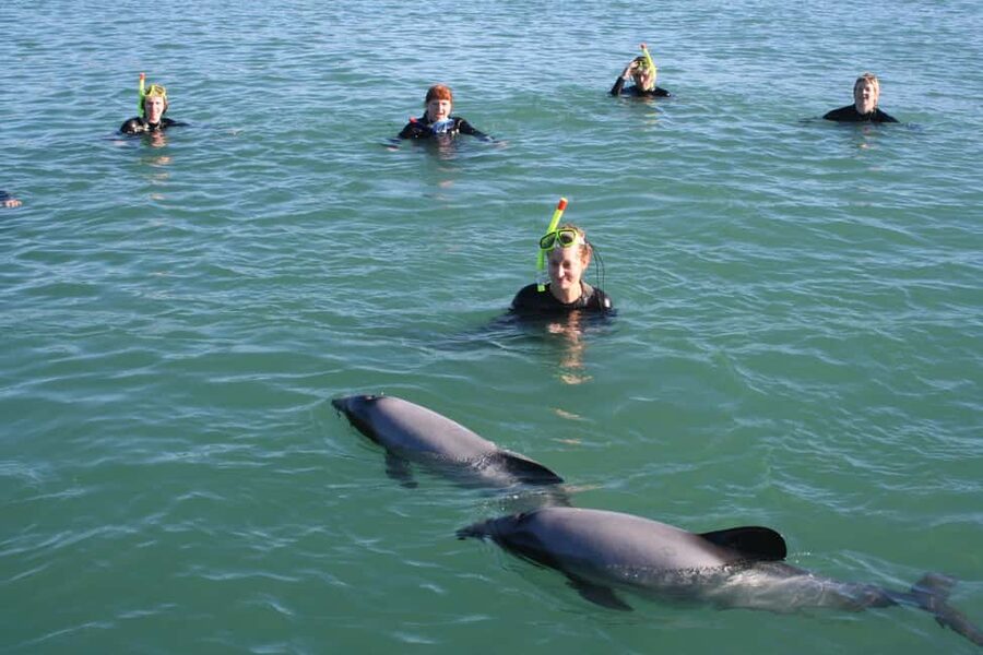 Akaroa: Swimming with Wild Dolphins Experience - Akaroa Harbour gives you more than a dolphin encounter