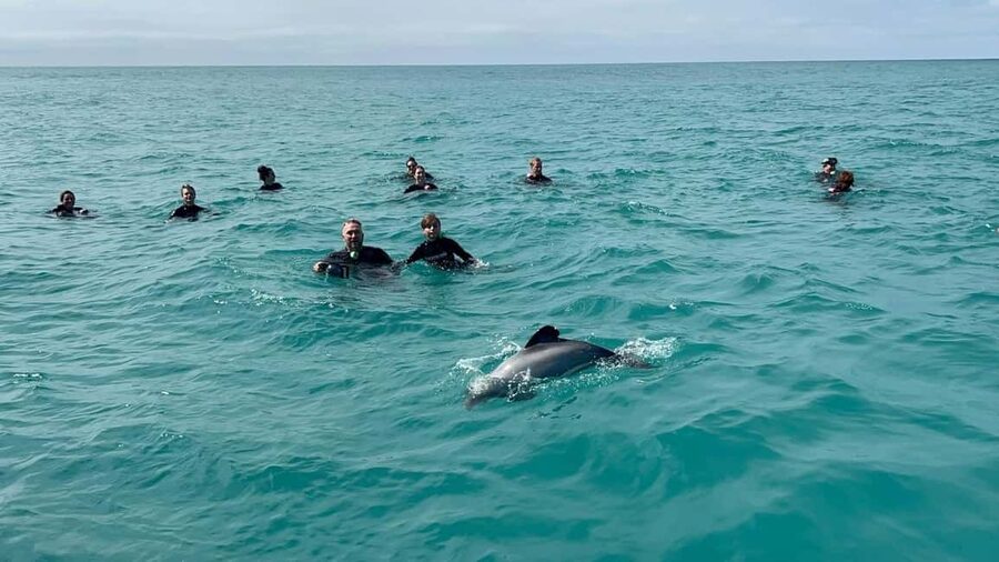 Akaroa: Swimming with Wild Dolphins Experience - How the dolphin swim works