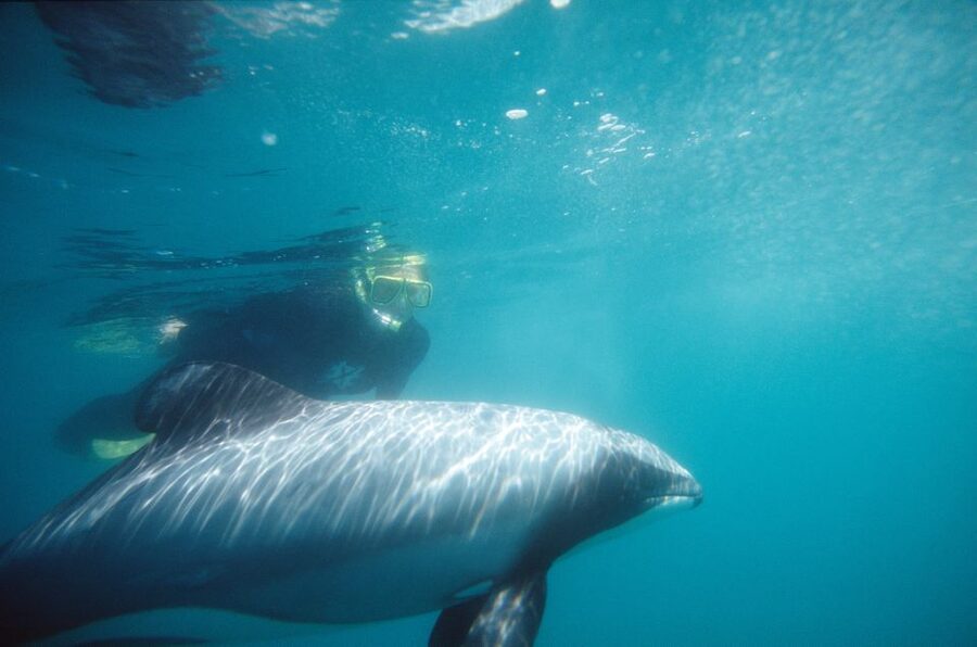 Akaroa: Swimming with Wild Dolphins Experience - What happens if the dolphins stay away