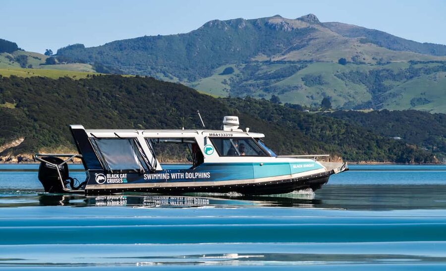 Akaroa: Swimming with Wild Dolphins Experience - Is $123 good value?