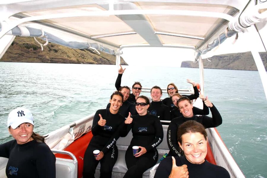 Akaroa: Swimming with Wild Dolphins Experience - Who should book this experience?