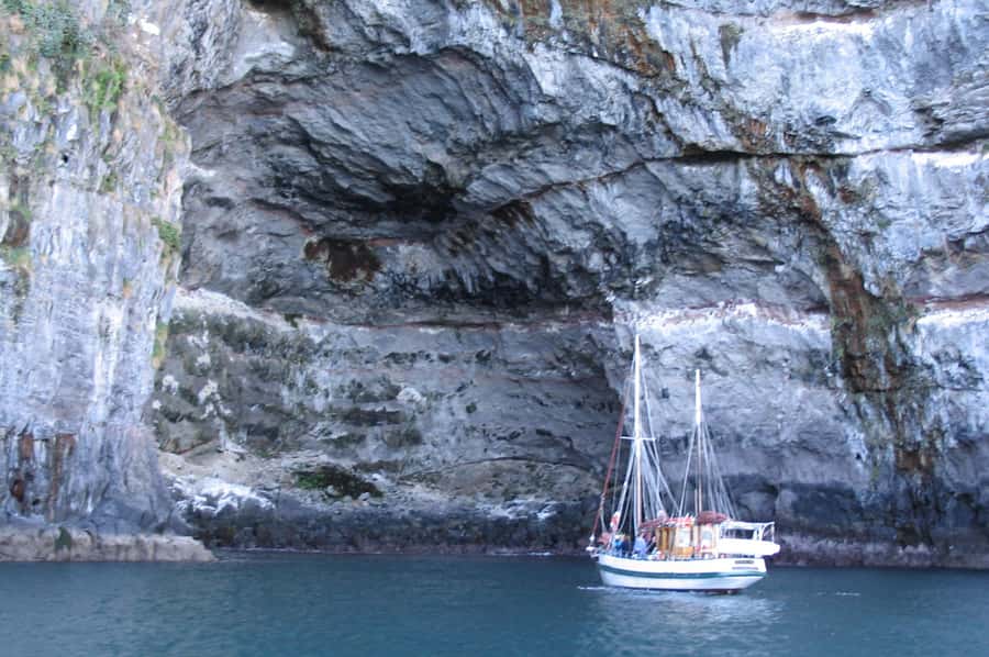 Akaroa: Wildlife Cruise with Dolphins and Penguins - Key points to know before you sail