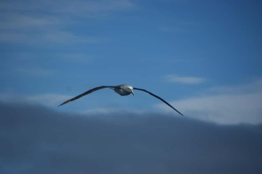 Akaroa: Wildlife Cruise with Dolphins and Penguins - Sailing through the volcanic harbor