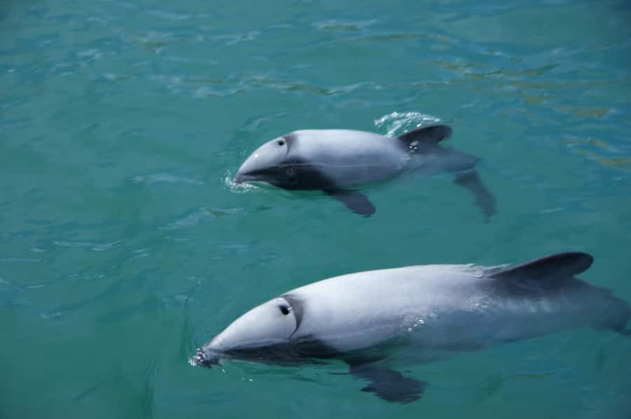 Akaroa: Wildlife Cruise with Dolphins and Penguins - Starting at Daly’s Wharf in Akaroa