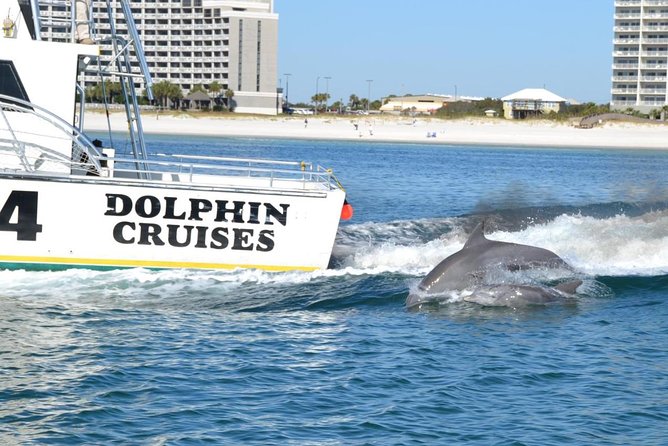 Alabama Gulf Coast Dolphin Cruise - The crew, safety, and family setup