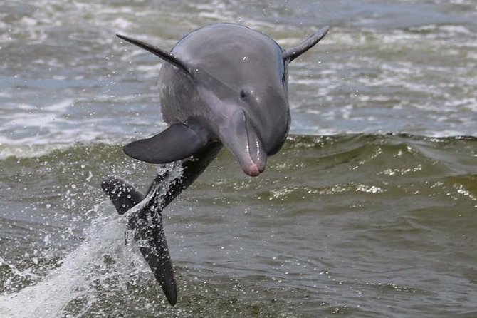 Alabama Gulf Coast Dolphin Cruise - How much value do you get?