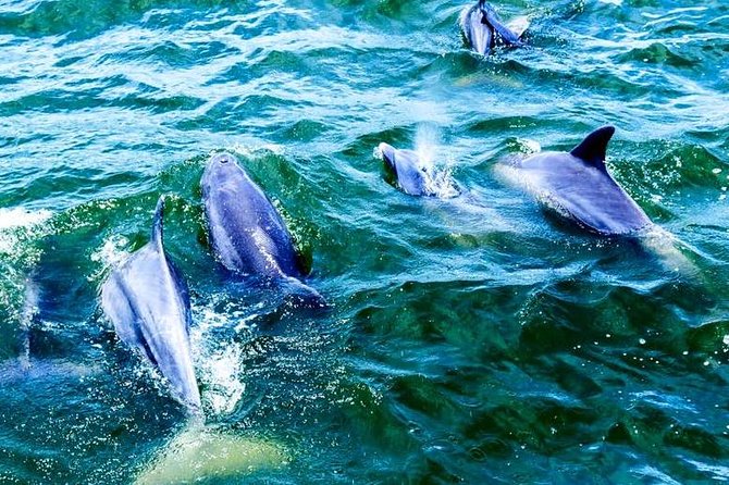 Alabama Gulf Coast Dolphin Cruise - What the water battle adds to earlier trips