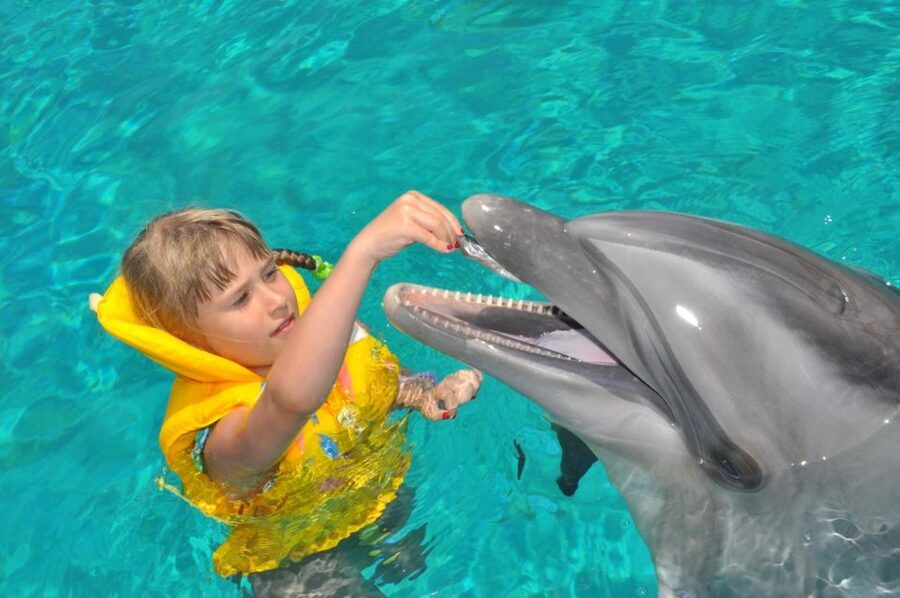 Alanya: Dolphin and Seal Show Ticket with Hotel Transfers - How the timing affects your day