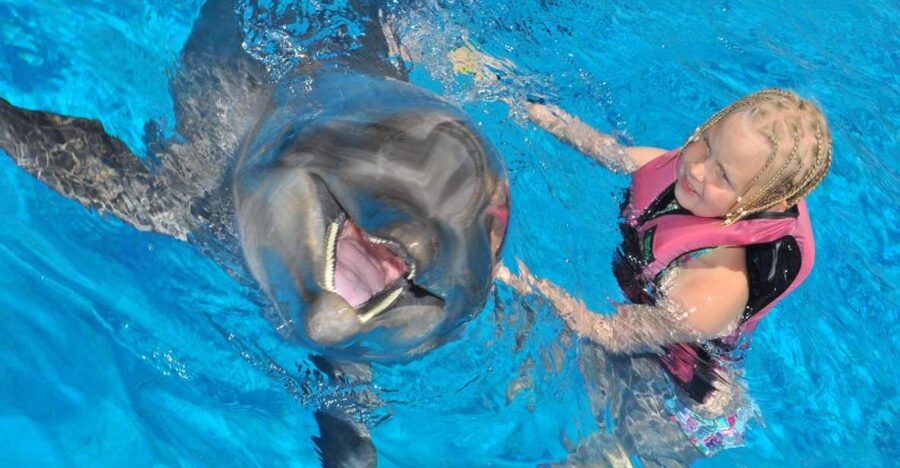 Alanya: Dolphin and Seal Show Ticket with Hotel Transfers - What the Alanya dolphin and seal show is really like