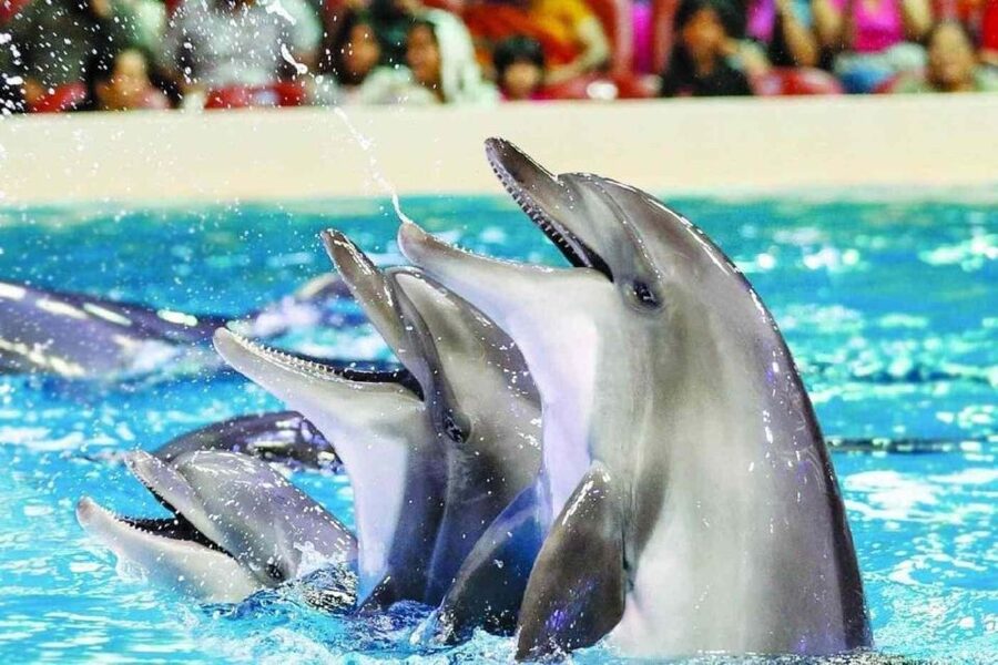 Alanya: Dolphin and Seal Show Ticket with Hotel Transfers - Entering the park and getting your ticket