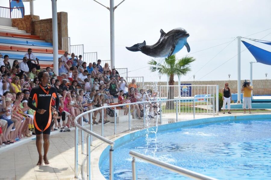 Alanya: Dolphin and Seal Show Ticket with Hotel Transfers - The dolphin performance comes first