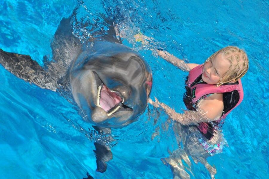 Alanya: Dolphin and Seal Show Ticket with Hotel Transfers - Seals take over with comic timing