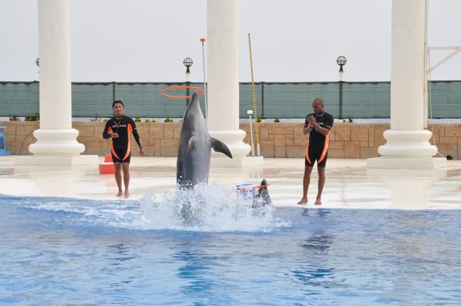 Alanya: Dolphin and Seal Show Ticket with Hotel Transfers - Where to sit, especially with children