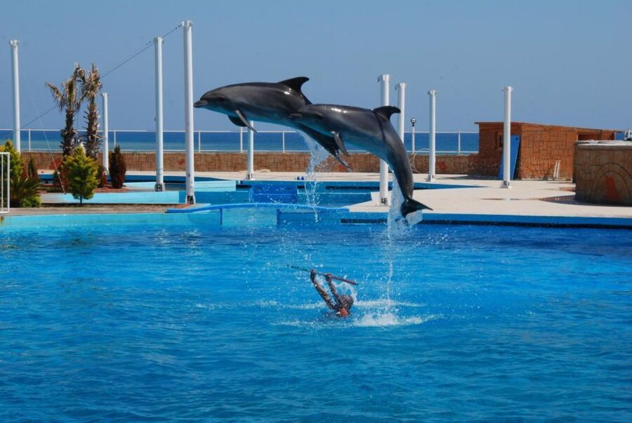 Alanya: Dolphin and Seal Show Ticket with Hotel Transfers - A useful choice for families, with a few cautions
