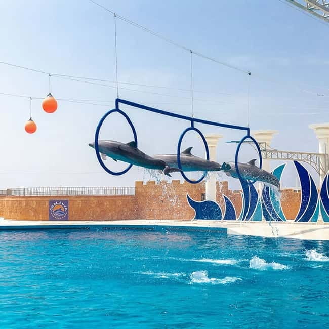 Alanya: Sealanya Dolphinpark Dolphin Show Tour - What the Sealanya Dolphinpark outing is really like