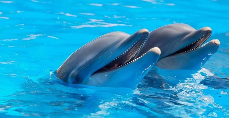 Alanya: Sealanya Dolphinpark Dolphin Show Tour - The opening 15 minutes belong to the otaria seals