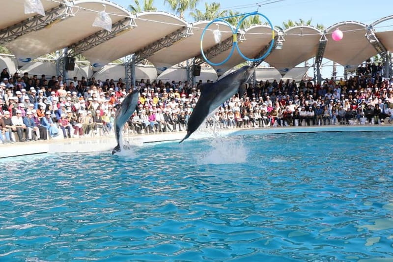 Alanya: Sealanya Dolphinpark Dolphin Show Tour - What is not included inside the price