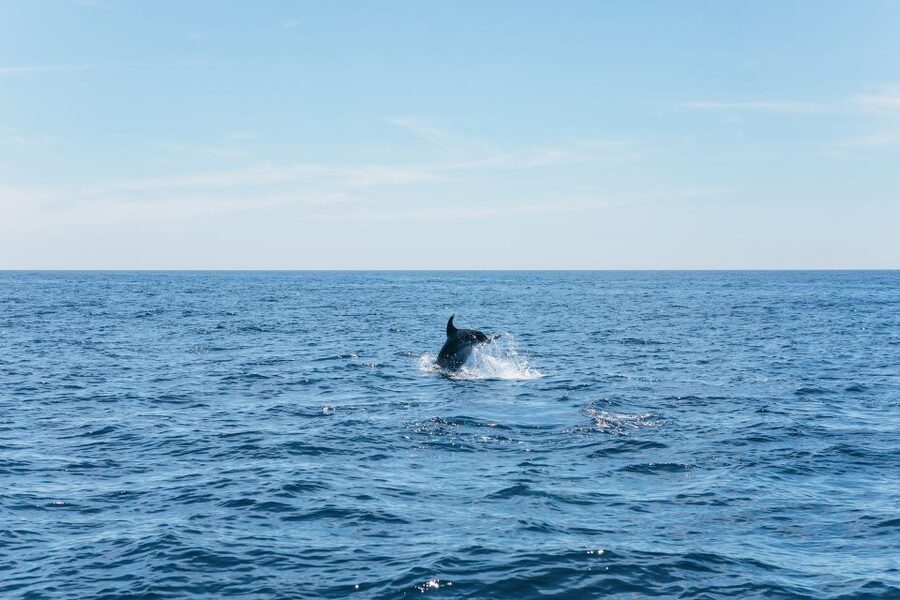 Albufeira: 2.5-Hour Benagil Caves & Dolphin Watching - The Yellow Submarine and Albandeira’s natural arch