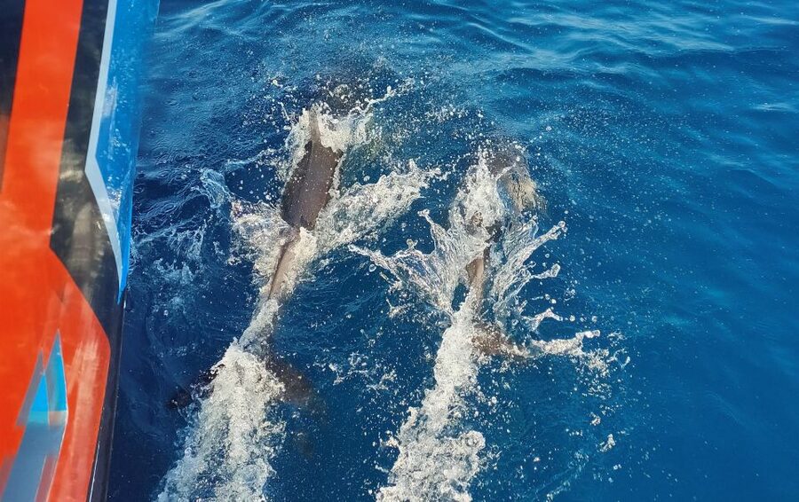 Albufeira: 2.5-Hour Dolphin Watching and Caves Trip - Leaving Albufeira Marina on a 16-meter powerboat