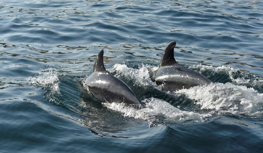Albufeira: 2.5-Hour Dolphin Watching and Caves Trip - Who should book this boat trip?